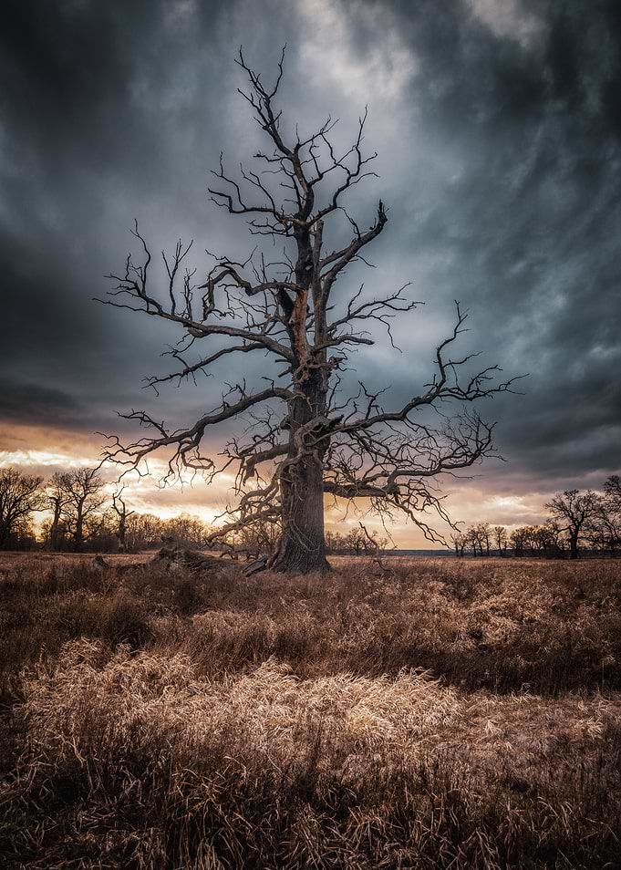 Magical Tree