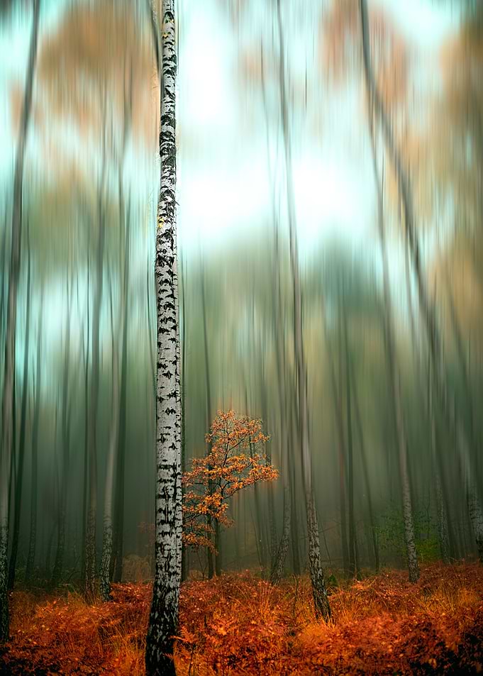 Mystical Forest