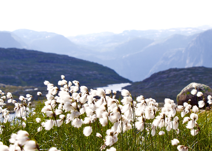 Cotton Grass
