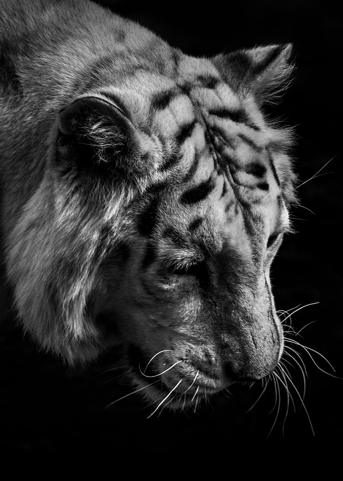 wild tiger head poster ti