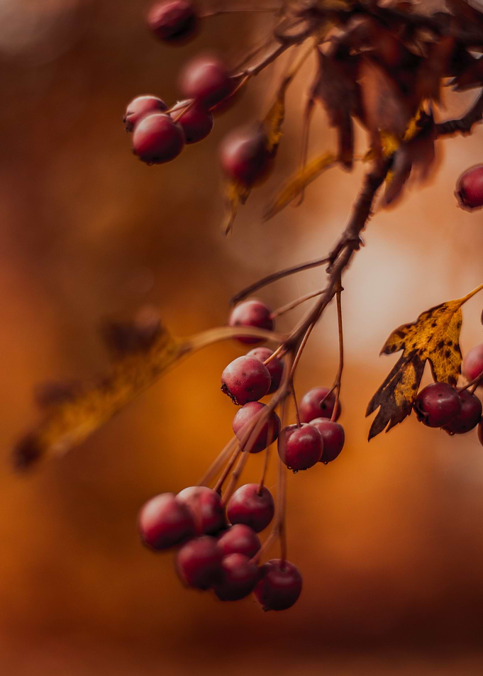 Fruits Of The Fall