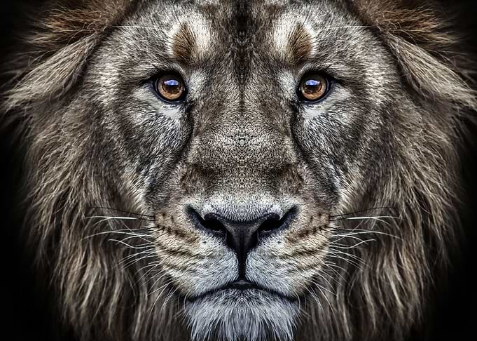 wild lion face poster