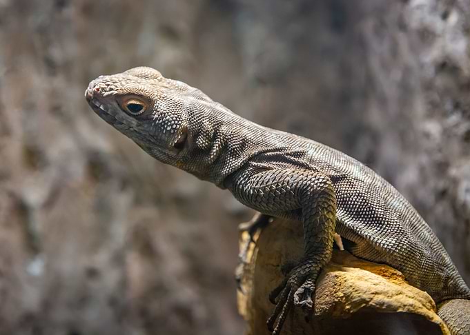 Lizard