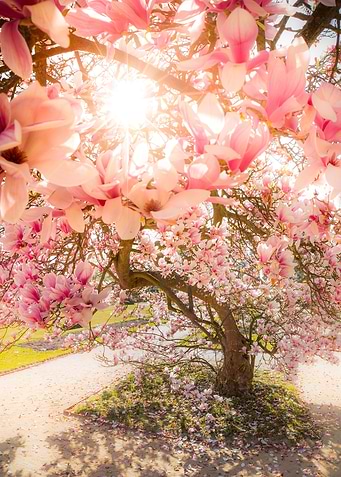 Full Bloom