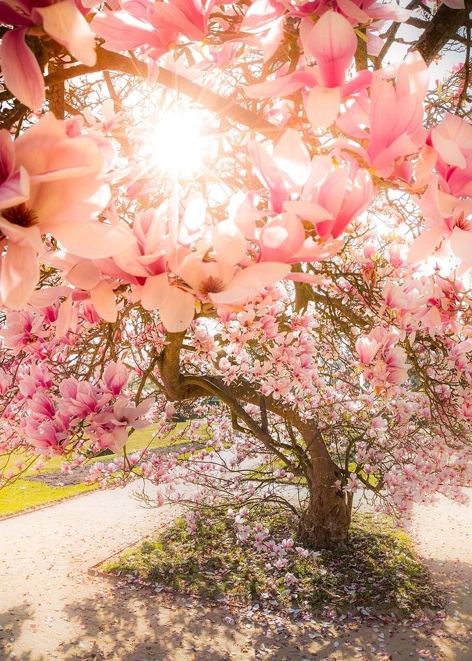 Full Bloom