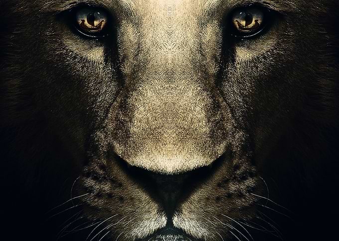 wild lion face poster