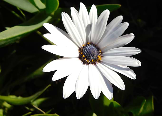 California Nature