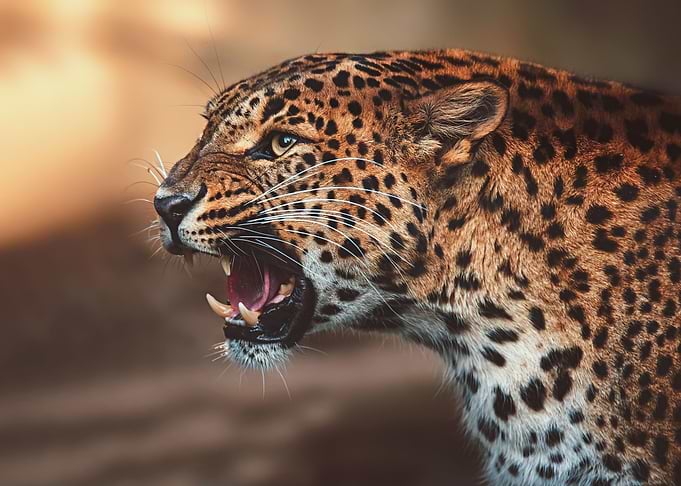 Ceylon Leopard