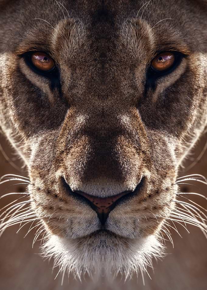 Lion head eyes poster