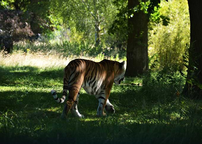 Tiger Tiger