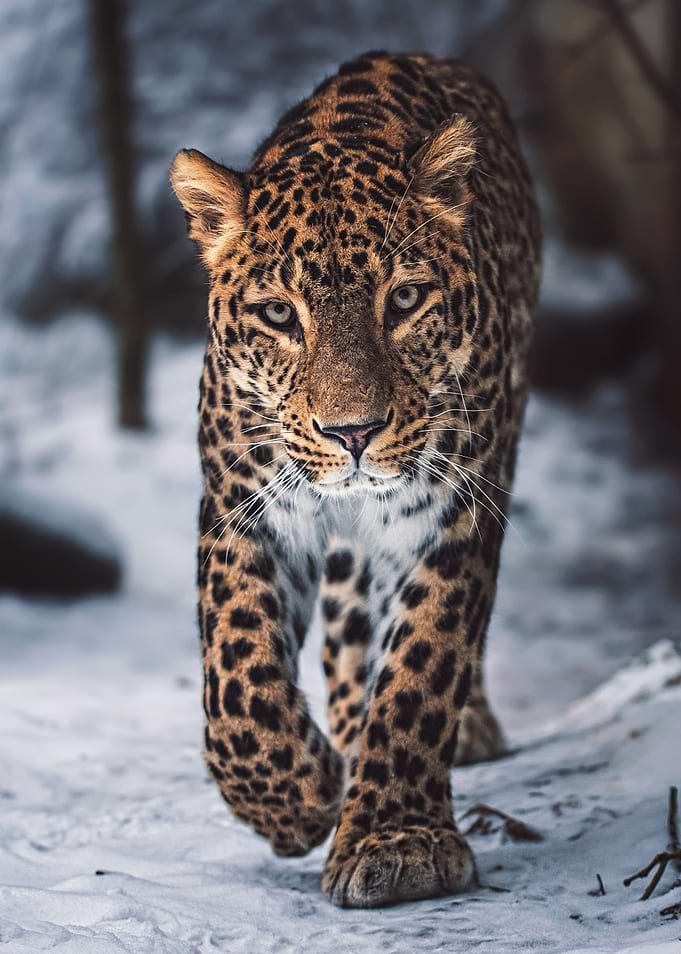 Persian Leopard