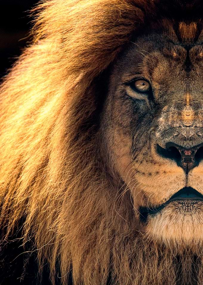 wild golden Lion face