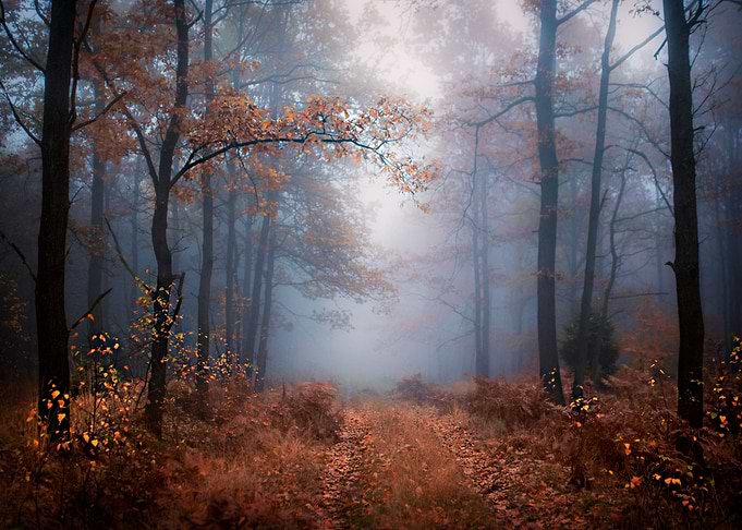 Into The Woods