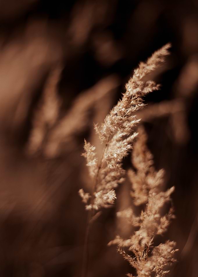 Wheat