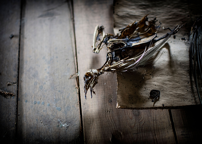 Skeleton of bird