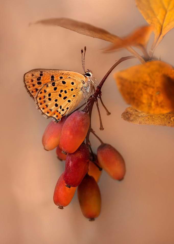 Resting on Berberis
