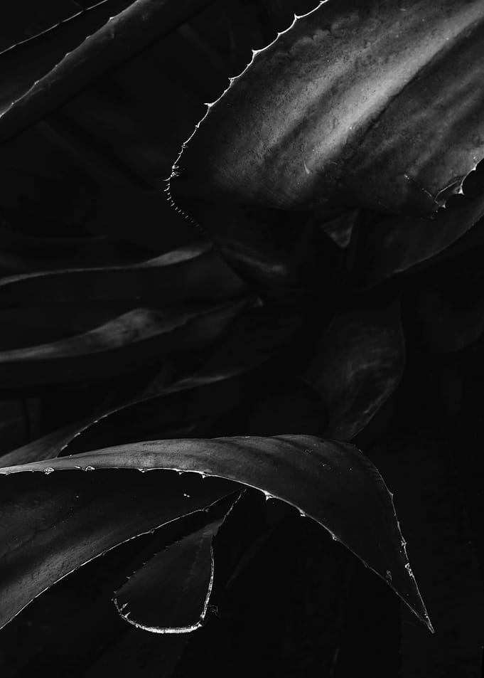 Exotic plant1