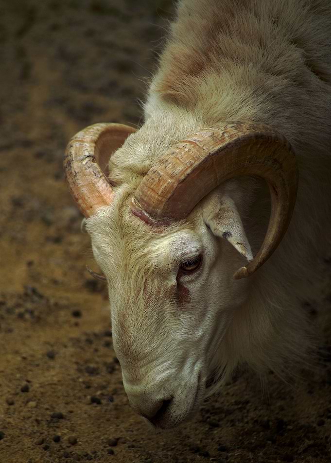 Ram Sheep