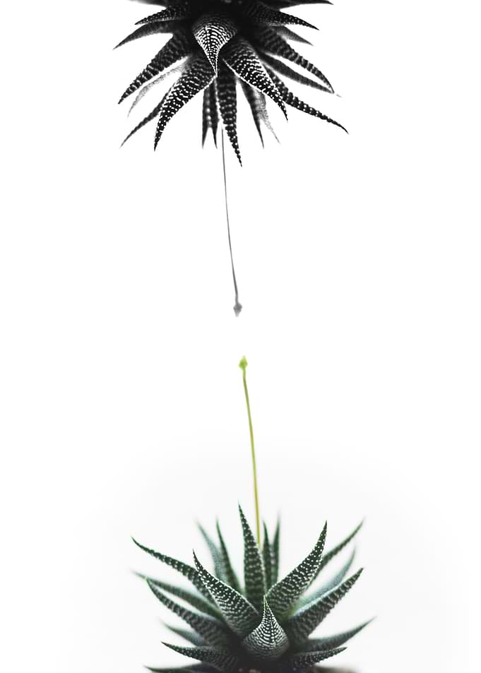 Blooming aloe vera