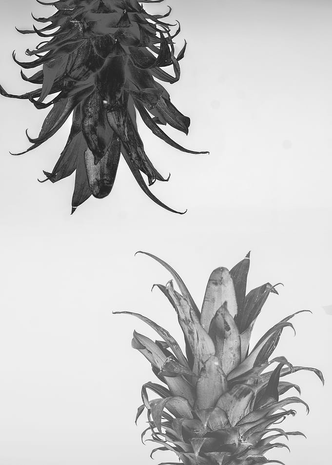 Pineapple monochrome