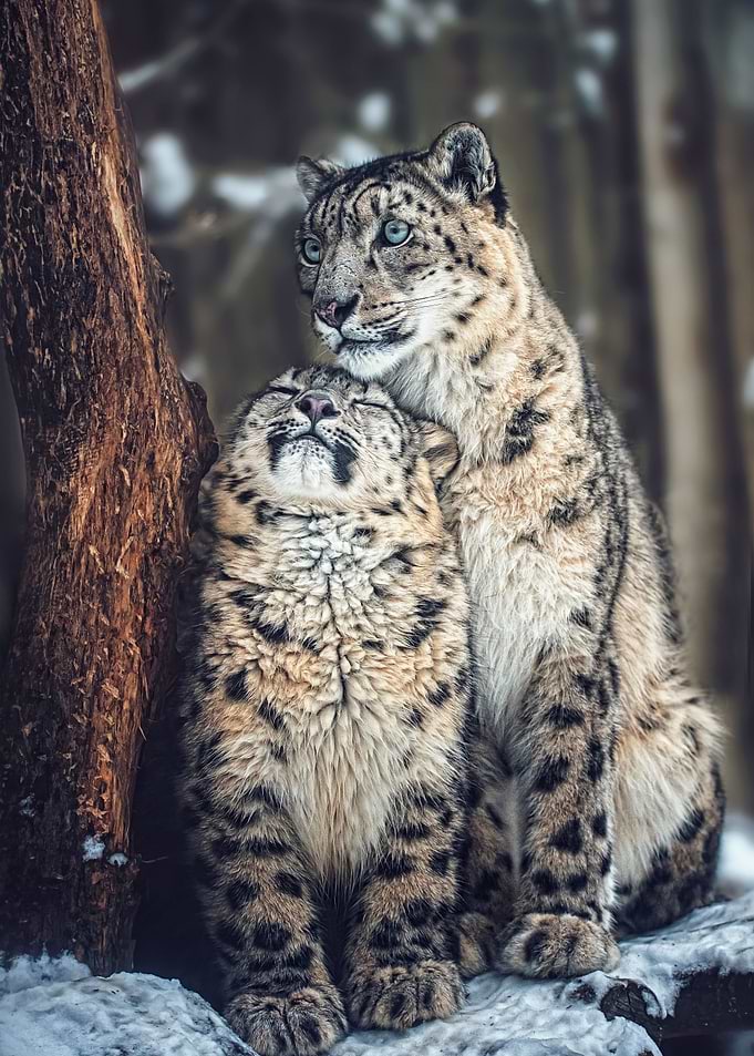 Snow Leopards