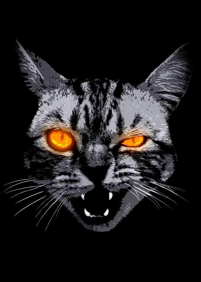 Gray Cat