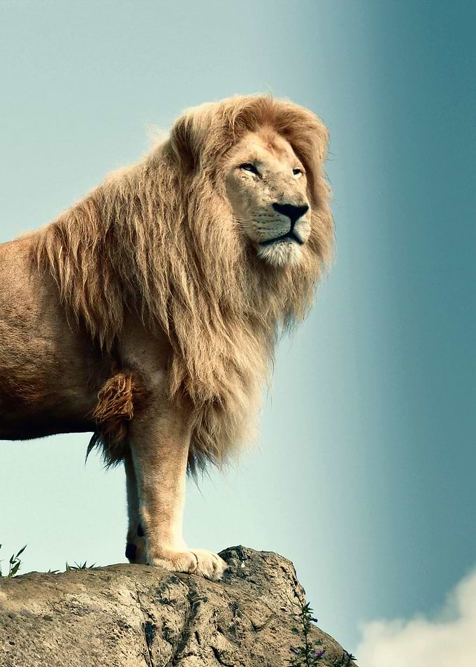 wild lion poster