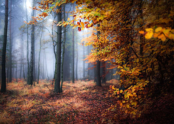 Mystical Forest