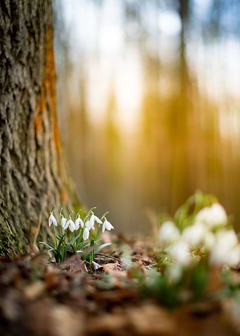 Spring Snowdrops