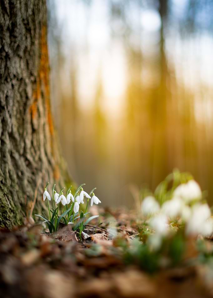 Spring Snowdrops