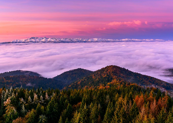 Purple Landscape