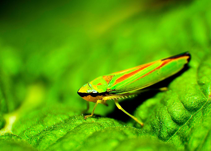 Cicada