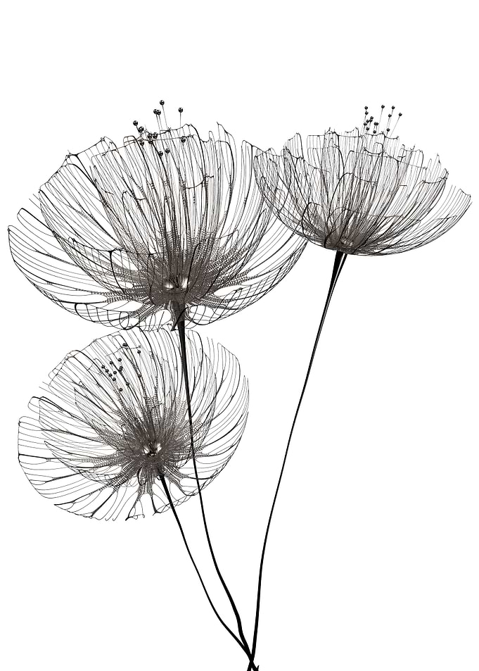 Minimalist flowers