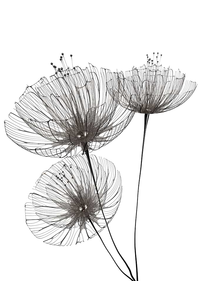 Minimalist flowers