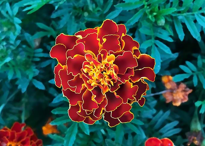 Marigold