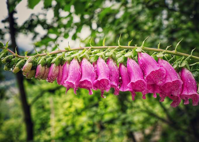 foxglove