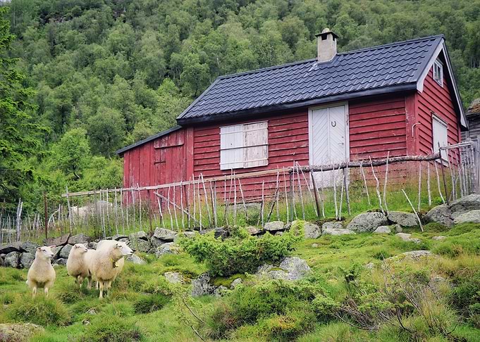 Red Cabin and Sheep