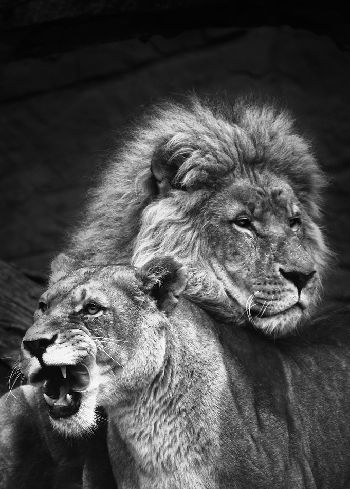 wild lions love