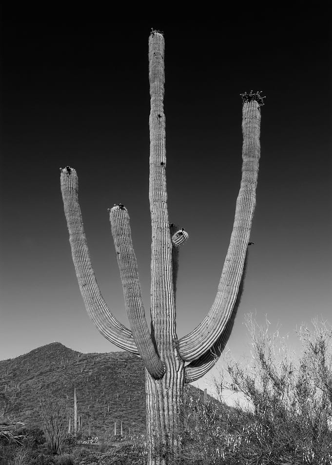 Giant Saguaro