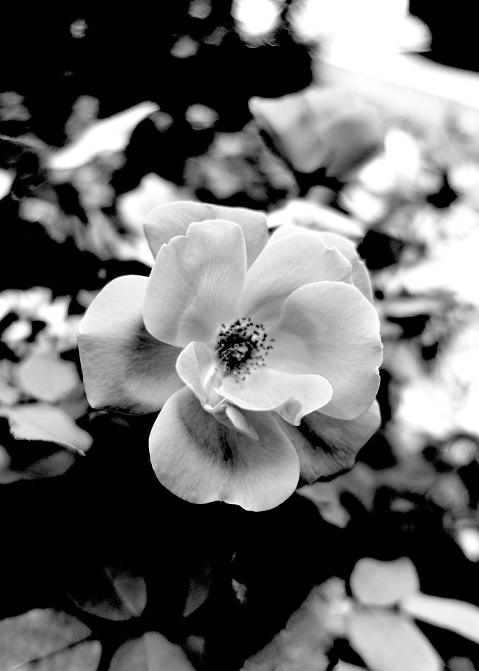 Rose close up photography