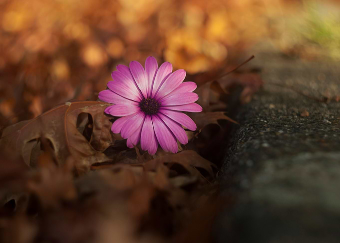 Bright fall