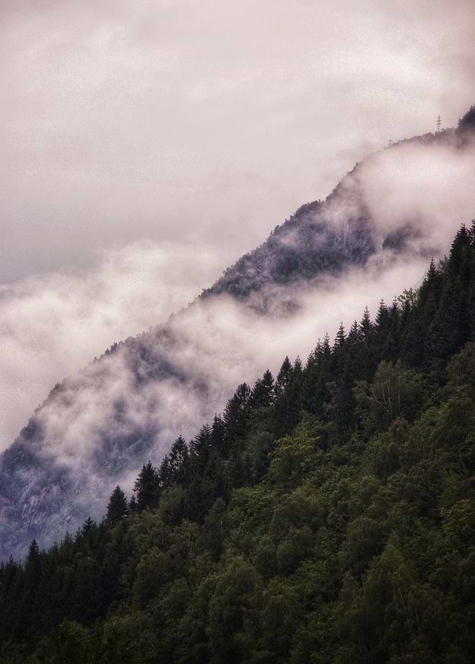 Trees on the mountain