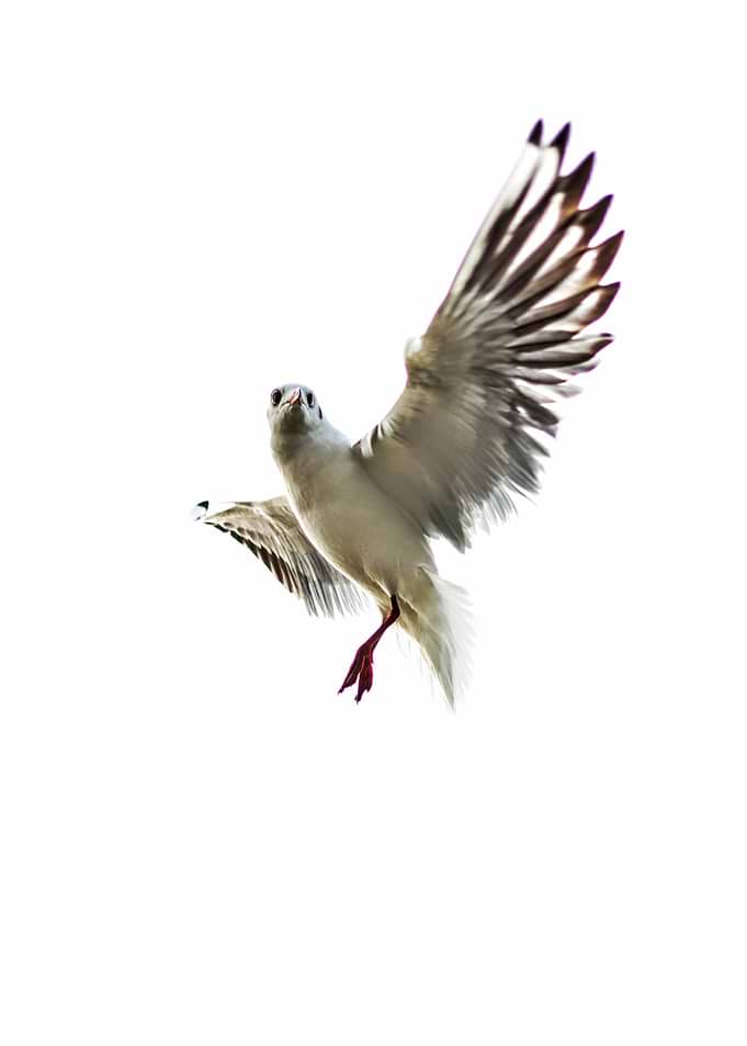 Freedom
