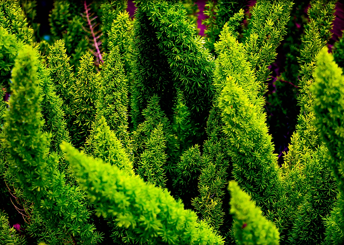 Fern Forest