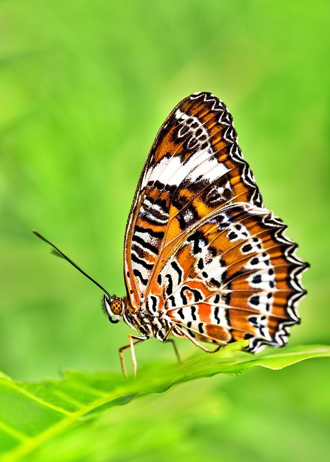 Butterfly Orange Flower