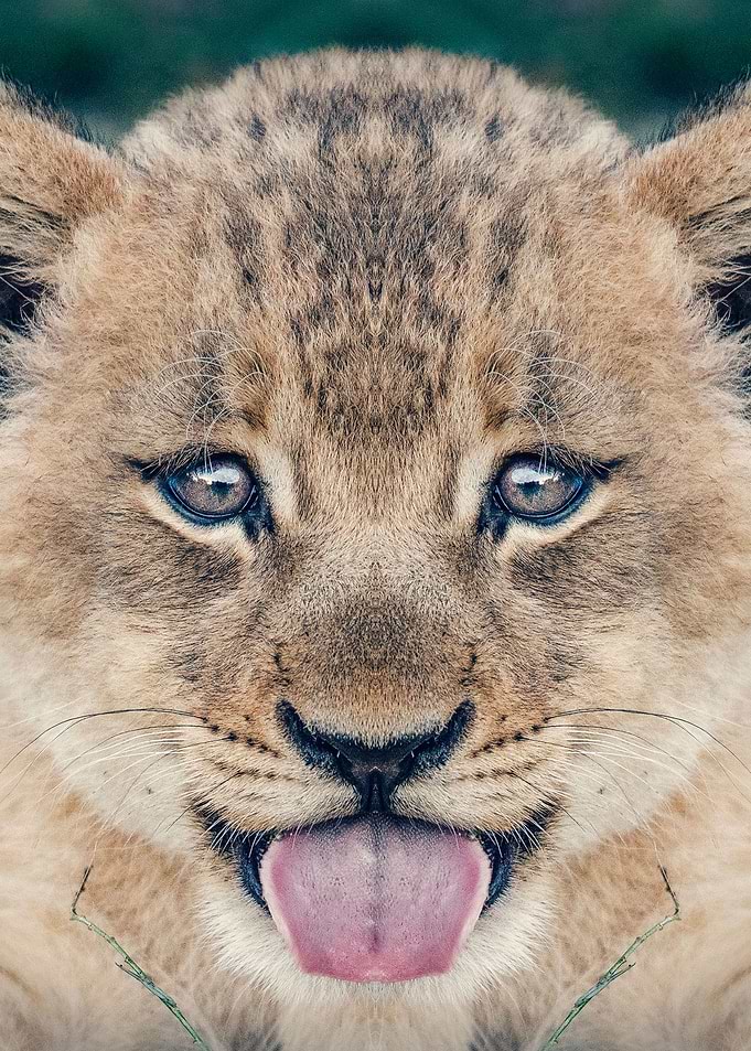 baby lion poster simba