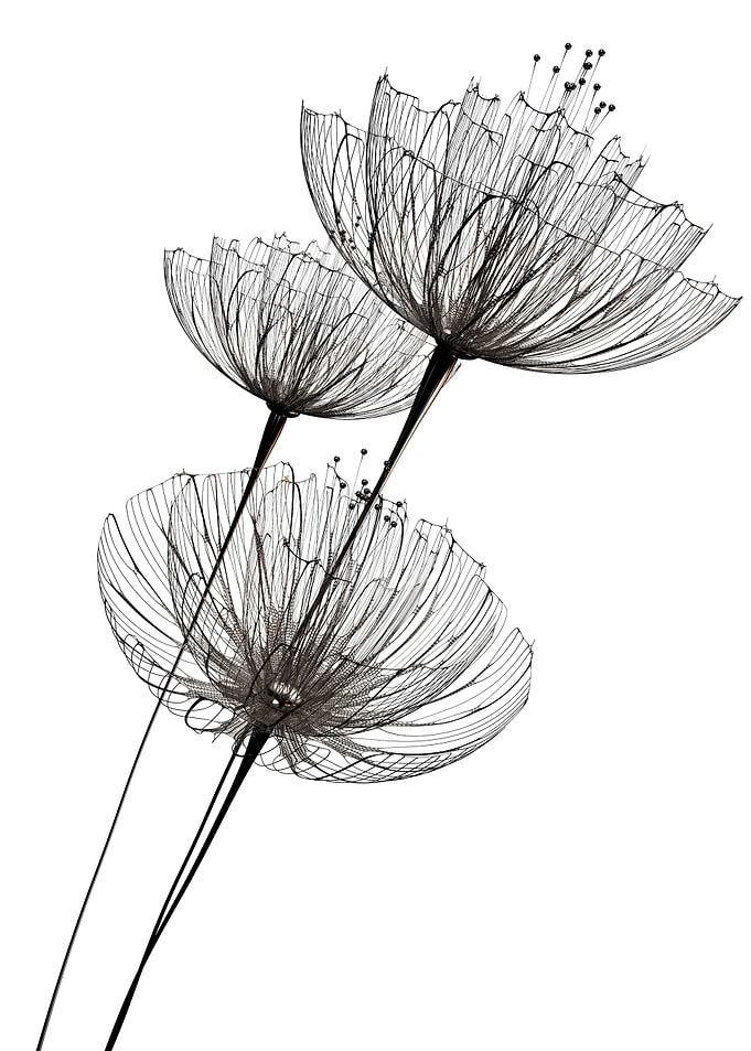 Minimalist flowers