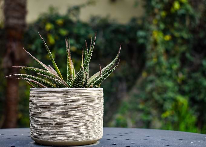 Zebra Haworthia Succulent
