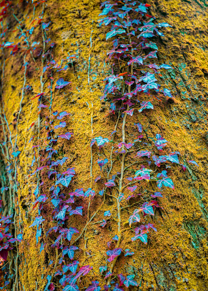 Vines with Yellow