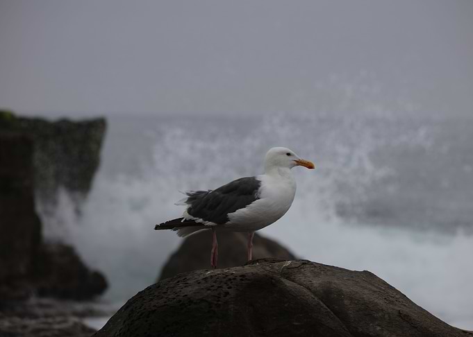 California gull